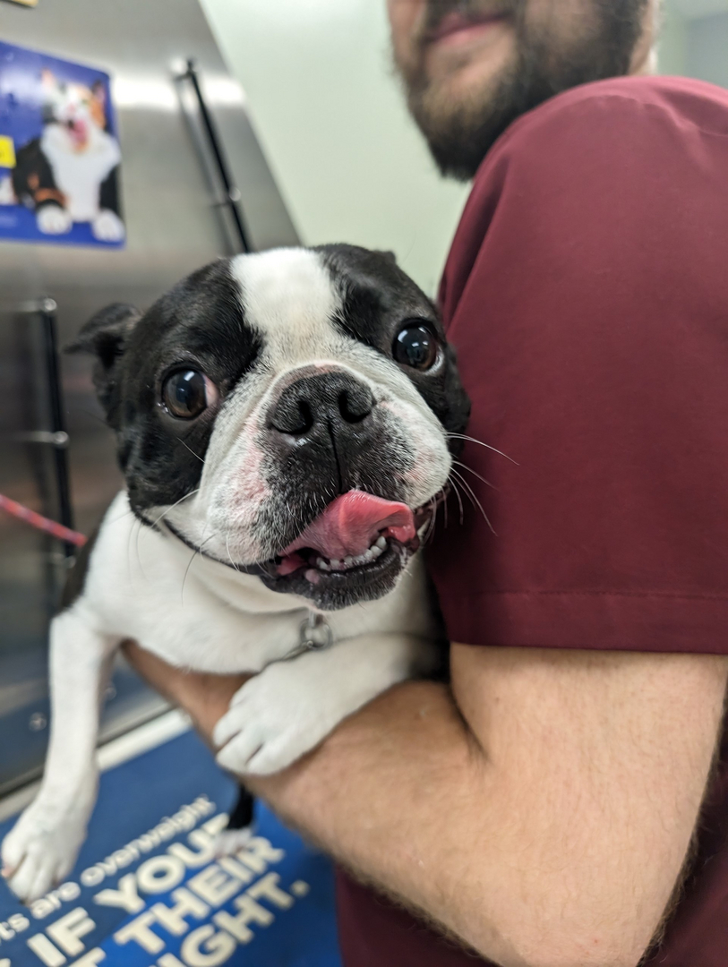 Dr. Wendy King, veterinarian at Spears Creek Veterinary Clinic
