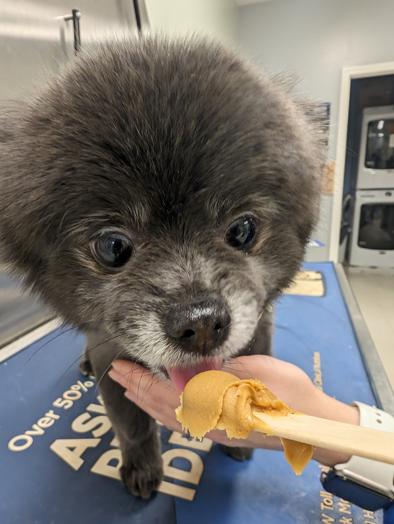 Dr. Jojo Denton, veterinarian at Spears Creek Veterinary Clinic
